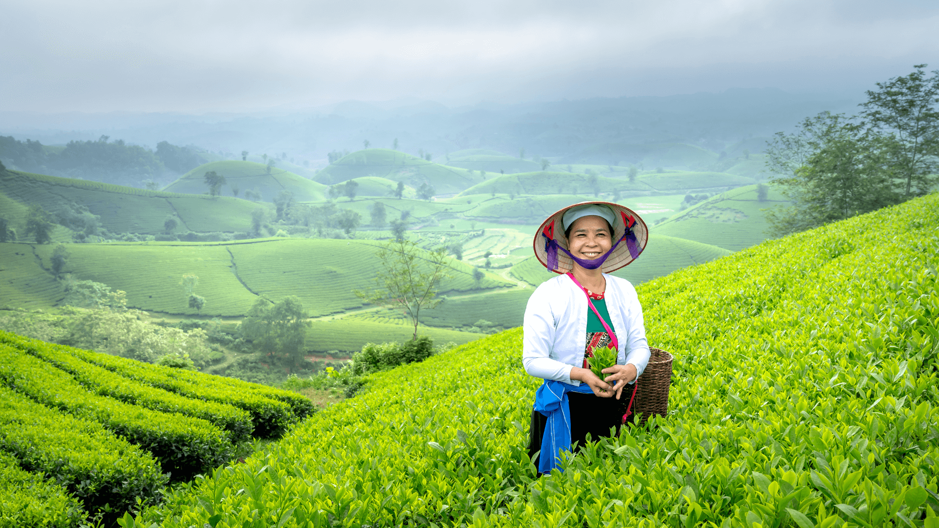 Sypaný čaj •  1 mezi čaji  • sypané čaje online