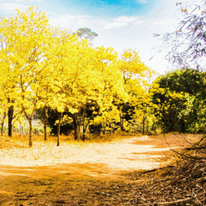 Záhadné Lapacho • Starověký hrdý strom