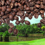 KÁVA EL SALVADOR BLACK HONEY • LAS VERANERAS ESTATE